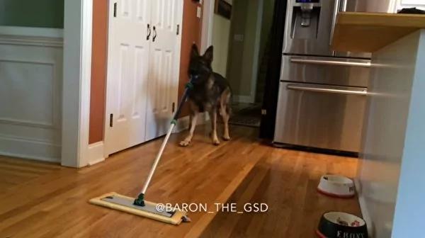 德国牧羊犬做家务超厉害 吸尘拖地洗碗洗衣样样行!
