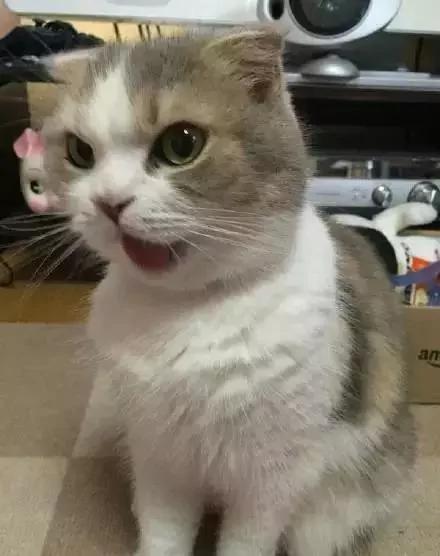 主人忘了买猫粮 猫老大的表情大转变!网友看了笑翻:最佳演员!