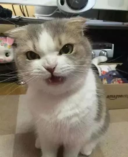 主人忘了买猫粮 猫老大的表情大转变!网友看了笑翻:最佳演员!