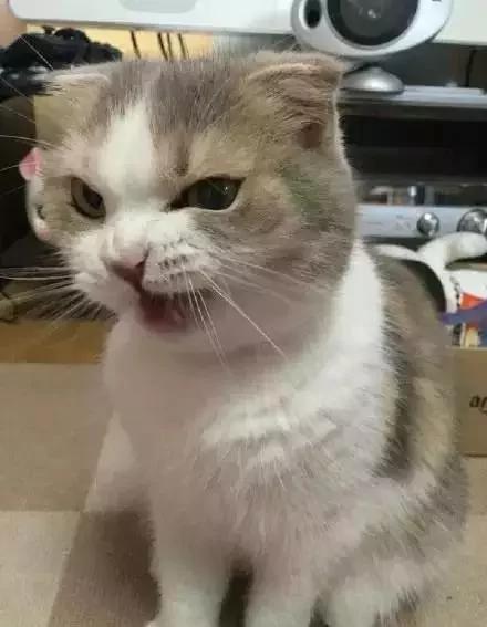 主人忘了买猫粮 猫老大的表情大转变!网友看了笑翻:最佳演员!