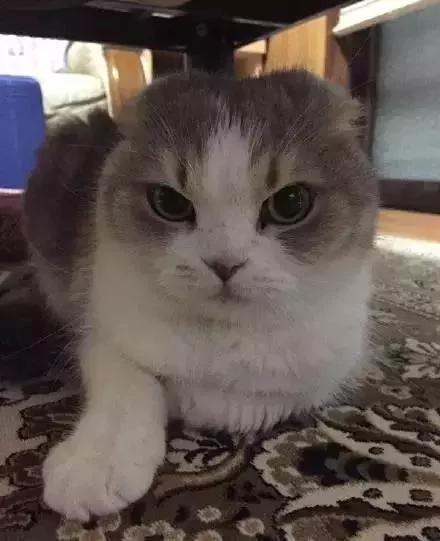主人忘了买猫粮 猫老大的表情大转变!网友看了笑翻:最佳演员!