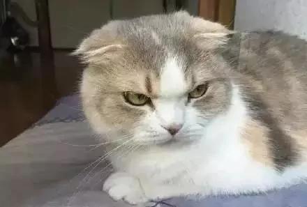 主人忘了买猫粮 猫老大的表情大转变!网友看了笑翻:最佳演员!