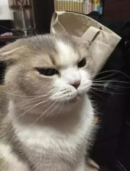 主人忘了买猫粮 猫老大的表情大转变!网友看了笑翻:最佳演员!