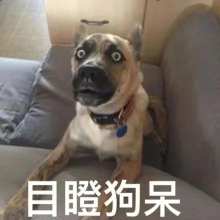 狗年已经到了?99%的人不知道生肖从这天开始算