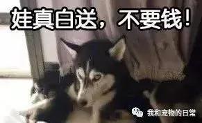 哈士奇生了一窝小奶狗 因嫌自己的宝宝烦 这货竟然主动把宝宝送给了邻居!