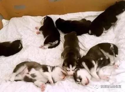 哈士奇生了一窝小奶狗 因嫌自己的宝宝烦 这货竟然主动把宝宝送给了邻居!