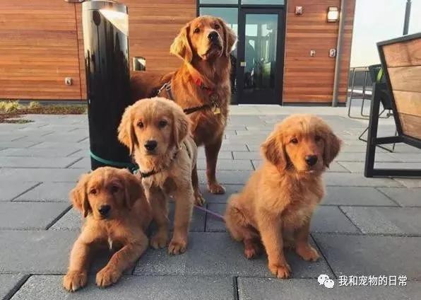哈士奇生了一窝小奶狗 因嫌自己的宝宝烦 这货竟然主动把宝宝送给了邻居!