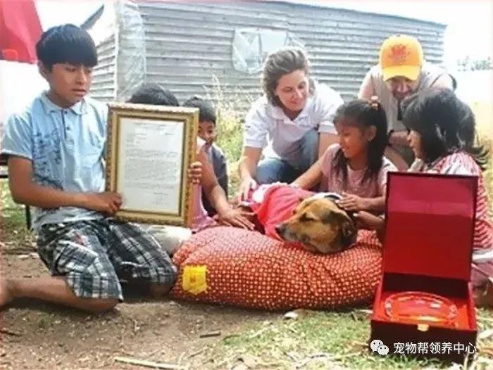 3只用生命回报人类的狗狗 它们的善良让很多人都感到惭愧!