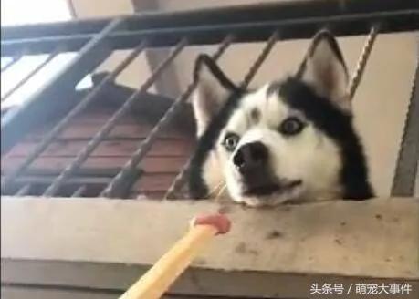 楼上哈士奇太闹腾 邻居偷偷把二哈喂成哈士猪 再也跳不动了!