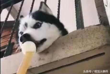 楼上哈士奇太闹腾 邻居偷偷把二哈喂成哈士猪 再也跳不动了!