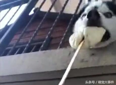楼上哈士奇太闹腾 邻居偷偷把二哈喂成哈士猪 再也跳不动了!