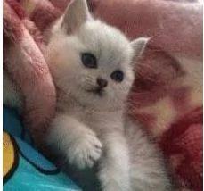 蓝猫怀孕 两个月后生出3只小奶猫 主人一看却笑喷!