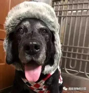 这只狗狗18年来每天都在门口等主人下班 18年如一日 让人感动!