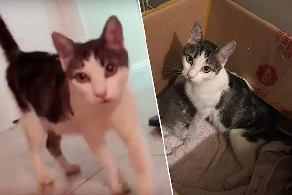 猫咪夜闯民宅 男子给它纸箱睡觉 它竟带回一群萌物!