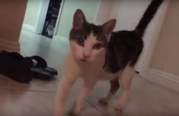 猫咪夜闯民宅 男子给它纸箱睡觉 它竟带回一群萌物!