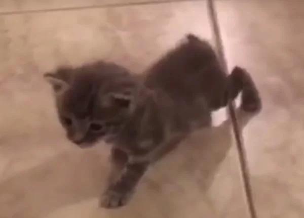 猫咪夜闯民宅 男子给它纸箱睡觉 它竟带回一群萌物!