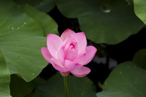 唐太宗求高僧降雨 淘米水显神迹 空中惊现四个字