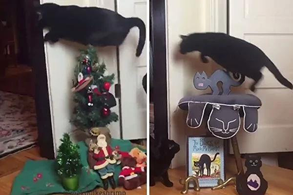“跳蛙”名不虚传!黑猫每次路过厨房一定是用“跳”的!