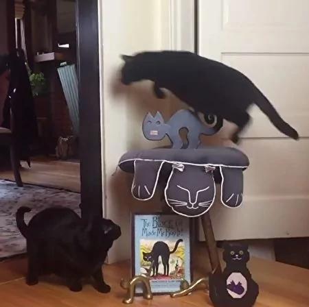 “跳蛙”名不虚传!黑猫每次路过厨房一定是用“跳”的!