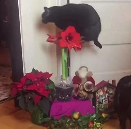 “跳蛙”名不虚传!黑猫每次路过厨房一定是用“跳”的!