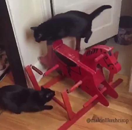 “跳蛙”名不虚传!黑猫每次路过厨房一定是用“跳”的!