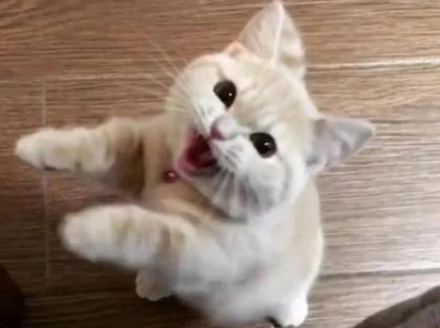 猫咪看到主人手拿零食 马上就忍不住了 这表现超萌!