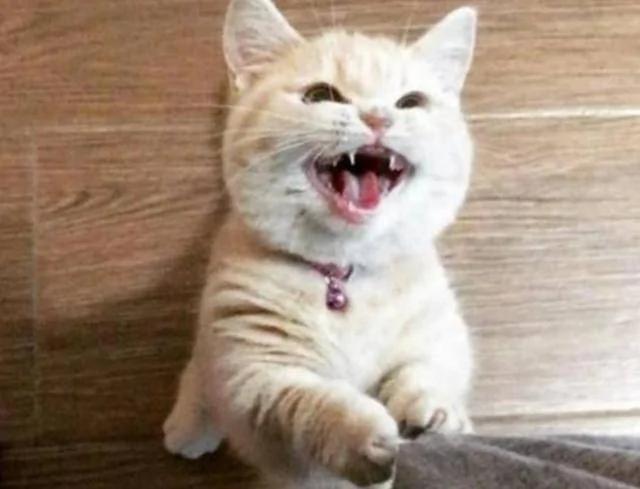 猫咪看到主人手拿零食 马上就忍不住了 这表现超萌!