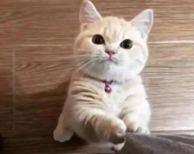 猫咪看到主人手拿零食 马上就忍不住了 这表现超萌!