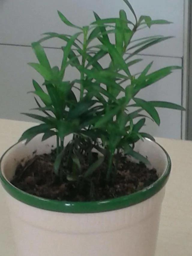 在家养生姜 比富贵竹还好看 再也不怕生姜卖的贵了!