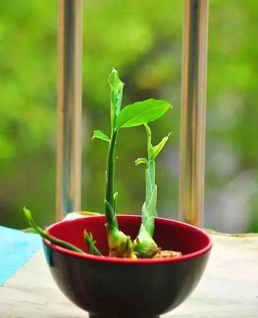 在家养生姜 比富贵竹还好看 再也不怕生姜卖的贵了!