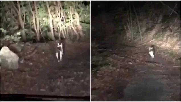 赞!日迷路司机深夜森林中被神秘猫咪安全引回家!