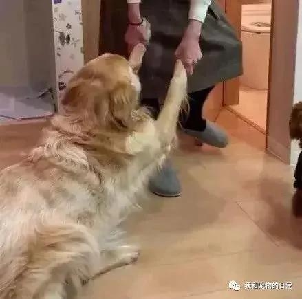 金毛平时对泰迪老好了 结果没想到在关键时刻 泰迪竟然坑了自己一把!