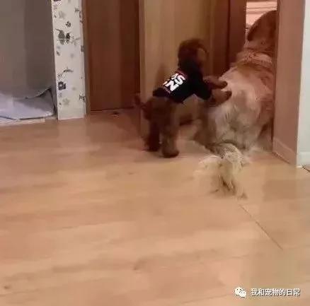 金毛平时对泰迪老好了 结果没想到在关键时刻 泰迪竟然坑了自己一把!