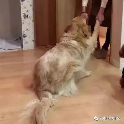 金毛平时对泰迪老好了 结果没想到在关键时刻 泰迪竟然坑了自己一把!