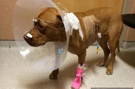 狗狗追豪猪结果被扎得满脸是刺 送去医院救助后 还傻乎乎的笑!
