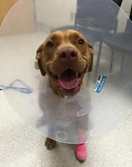 狗狗追豪猪结果被扎得满脸是刺 送去医院救助后 还傻乎乎的笑!