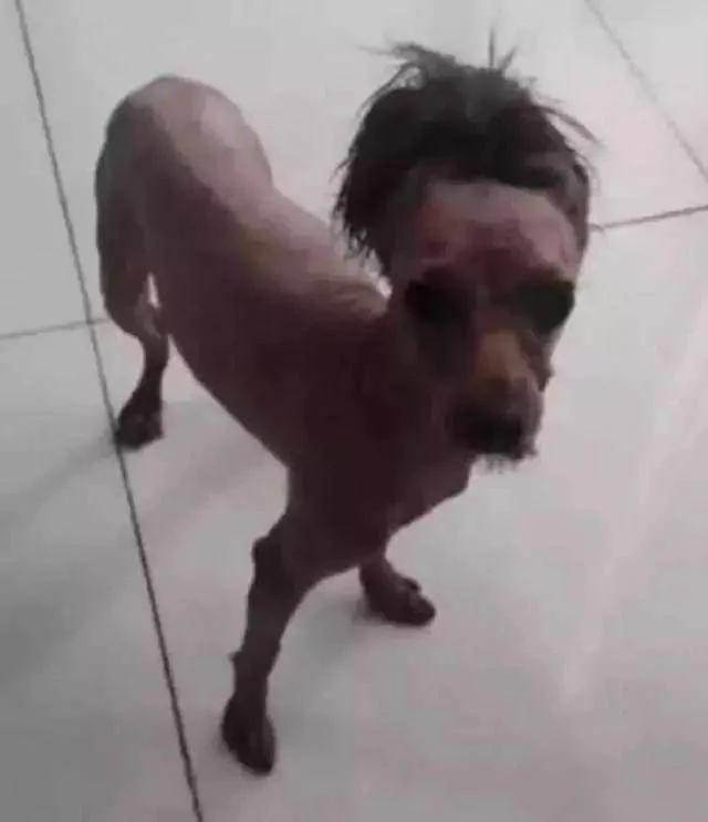 泰迪交给老爸帮忙照顾 老爸嫌狗狗毛长难打理 结果剃成杀马特了!