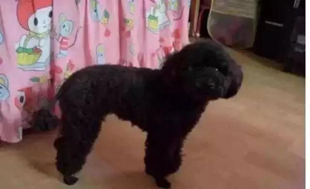泰迪交给老爸帮忙照顾 老爸嫌狗狗毛长难打理 结果剃成杀马特了!