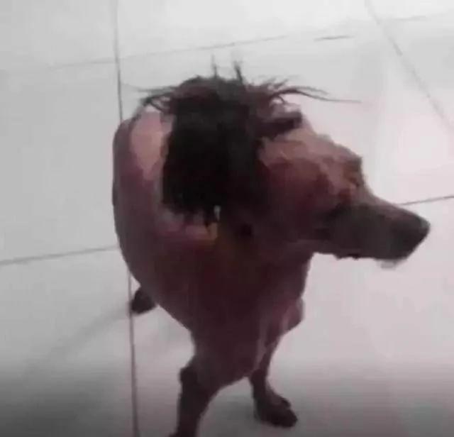 泰迪交给老爸帮忙照顾 老爸嫌狗狗毛长难打理 结果剃成杀马特了!