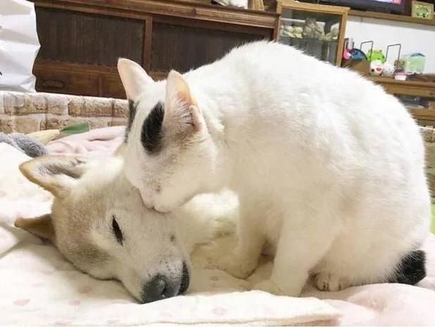 狗狗熟睡 猫咪情不自禁的亲了一口 把主人萌哭了