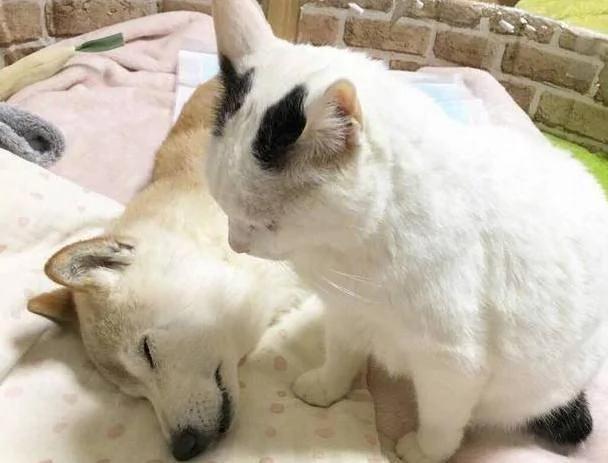 狗狗熟睡 猫咪情不自禁的亲了一口 把主人萌哭了