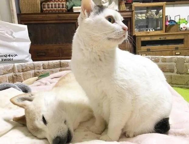 狗狗熟睡 猫咪情不自禁的亲了一口 把主人萌哭了