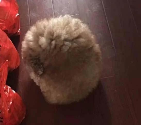 孝顺网友“带了一只小泰迪”给爸妈作伴 半年后惊见一毛球!