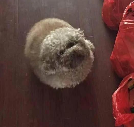 孝顺网友“带了一只小泰迪”给爸妈作伴 半年后惊见一毛球!