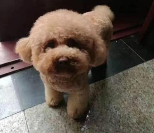 孝顺网友“带了一只小泰迪”给爸妈作伴 半年后惊见一毛球!