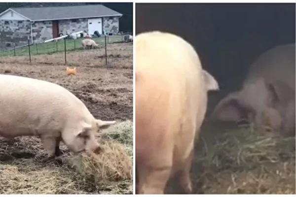 患难真情 小猪卧床 兄弟每天送餐铺褥 超爱护!