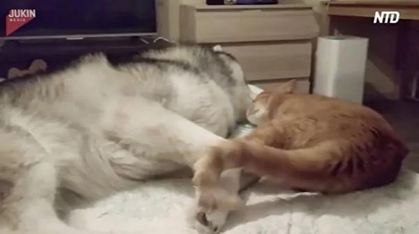 猫咪溜到床上讨狗狗抱抱 哈士奇一个小动作 诞生了爆笑一幕!