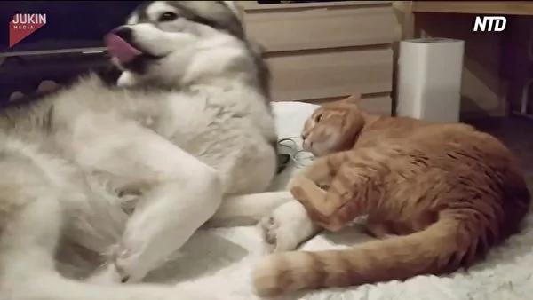 猫咪溜到床上讨狗狗抱抱 哈士奇一个小动作 诞生了爆笑一幕!