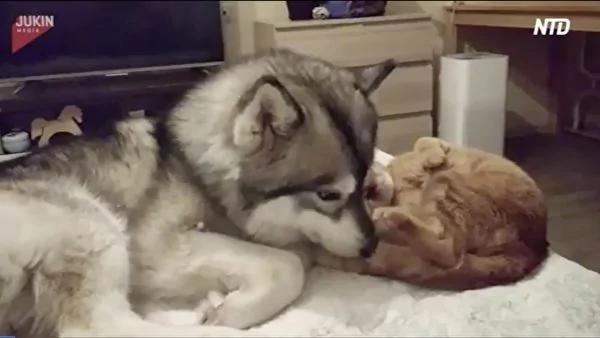 猫咪溜到床上讨狗狗抱抱 哈士奇一个小动作 诞生了爆笑一幕!