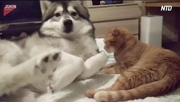 猫咪溜到床上讨狗狗抱抱 哈士奇一个小动作 诞生了爆笑一幕!